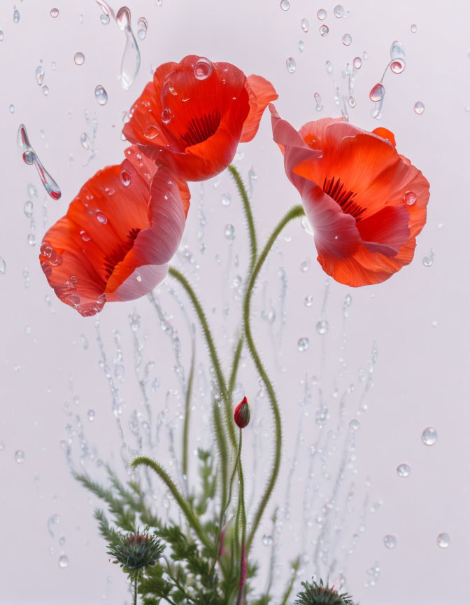 Vibrant red poppies with water droplets on light backdrop