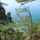 Tranquil forest pathway to blue sea through lush greenery