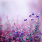 White herons in pink flower field with flying birds in purple landscape