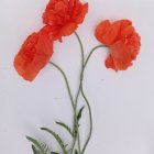 Vibrant red poppies with water droplets on light backdrop