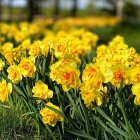 Field of Yellow Flowers with Butterflies and Greenery