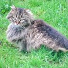 Vibrant Cats on Bike in Lush Green Field