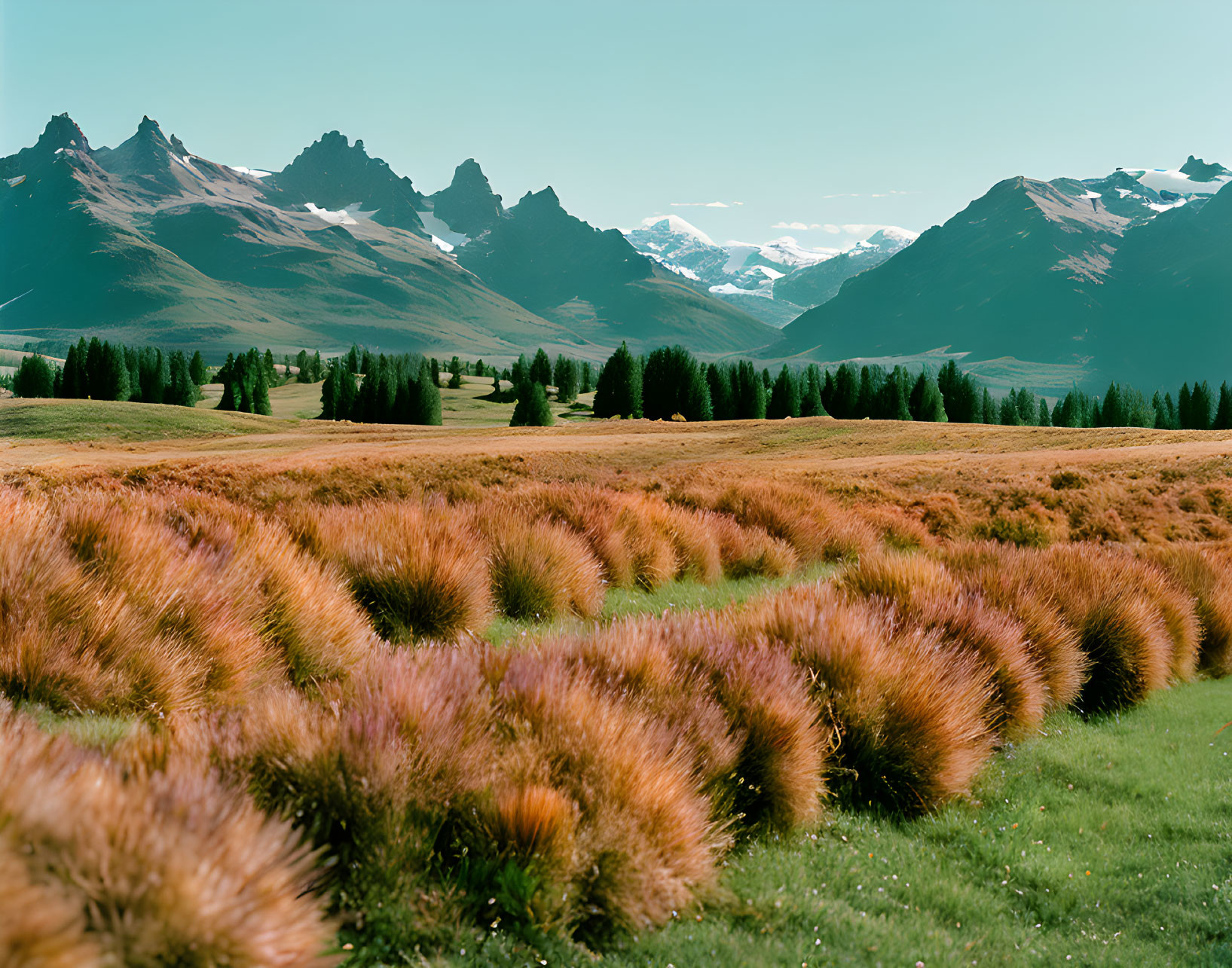 Tranquil landscape with tussock grass, tree-dotted field, and majestic mountains.