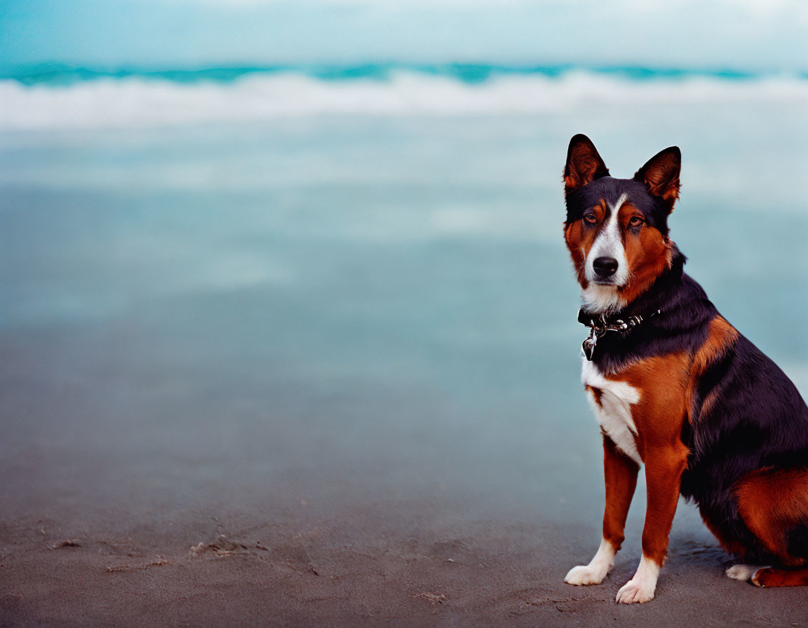 Tricolor Dog Sitting on Sandy Beach with Waves and Cloudy Sky