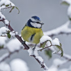 Colorful Bird Perched on Snow-Covered Branch with White Flowers