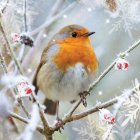 Colorful robin perched on branch with white and pink blossoms in misty setting