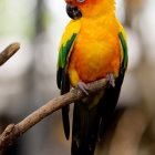 Colorful Sun Conure Perched Among Delicate Flowers