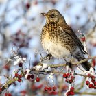 Brown and White Bird Perched on Snowy Branch with Red Berries