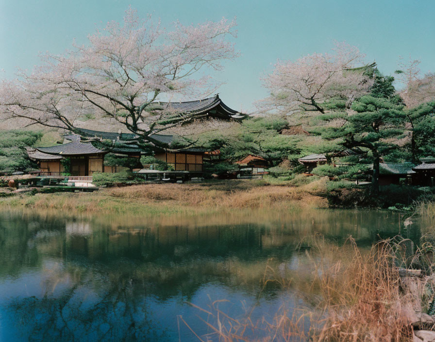 Traditional East Asian-style building near tranquil pond with cherry trees.