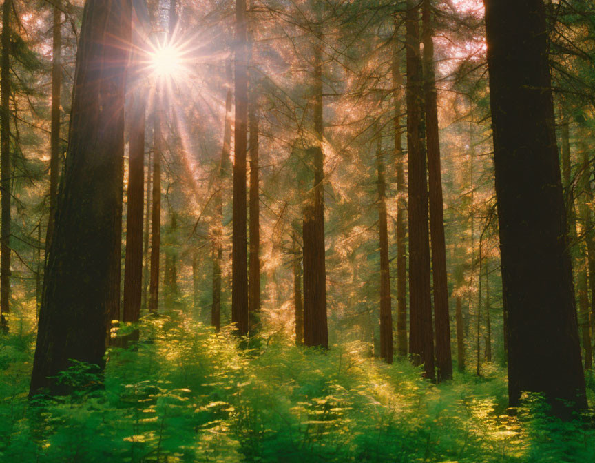 Forest scene: Sunlight through towering trees on lush fern-covered floor