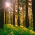 Forest scene: Sunlight through towering trees on lush fern-covered floor