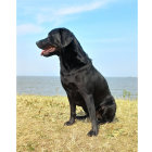 Black Labrador Retriever in Golden Grass with Blue Sky and Ocean Waves