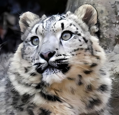 Snow Leopard