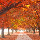 Tranquil Autumn Pathway with Orange Tree Canopy