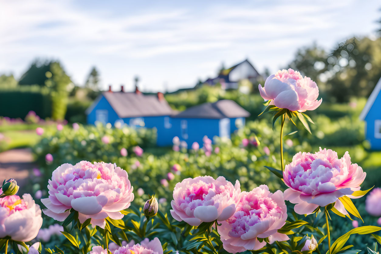 Pink peonies in a garden with blue houses and green foliage