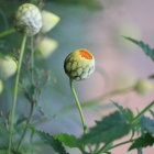 Budding white flowers with yellow centers on soft pastel background