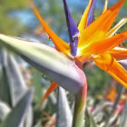 Colorful Flower with Water Droplets in Rainforest Setting