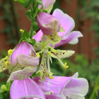 Pink Flowers with Yellow Stamens on Green and Golden Background