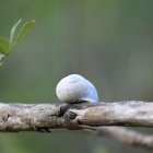 Striped shell snail on branch with leaves and berries in colorful setting