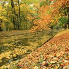 Tranquil autumn forest stream with golden foliage