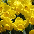 Vibrant daffodils in vases with Easter eggs and sunlight background