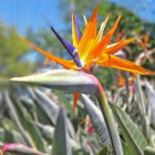 Colorful Bird with Flower-like Plumage and Long Beak in Nature Scene