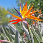 Colorful Bird-of-Paradise Flower in Lush Setting with Water Droplets on Translucent