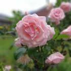 Pink rose in full bloom among buds on soft green background