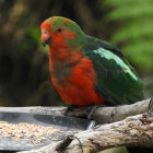 Colorful Bird with Yellow Beak and Red Head Perched on Multicolored Rope