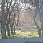 Multiple Cats Playing Amongst Blooming Trees in Sunlit Park