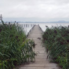Tranquil wooden pier in serene wetland with lush vegetation and fluttering wildlife.
