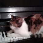 Brown and White Cats on Piano Keys with Floral Decoration and Sheet Music