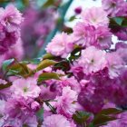 Vibrant Marked Cats Among Cherry Blossoms in Blue Sky