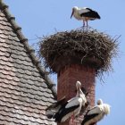 Three storks on roof with large nest against blue sky