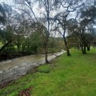 Tranquil landscape with gnarled trees, muddy river, green grass, and red leaves