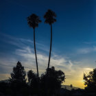 Tall palm trees against twilight sky with sunset, clouds, and bright star.