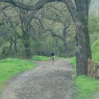 Hiker with backpack and walking stick on wet trail in moss-covered forest