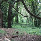 Lush jungle scene with moss-covered trees, waterfall, dense foliage, and pink flowers