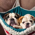 Bulldog Puppies Relaxing in Colorful Hammock