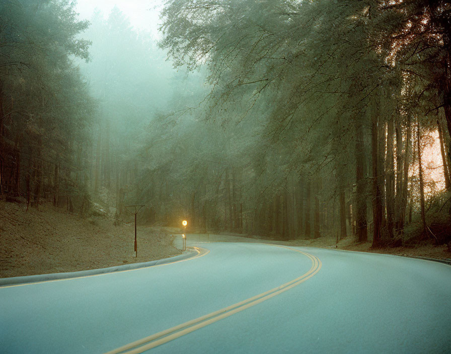 Misty forest road with sunlight and traffic sign