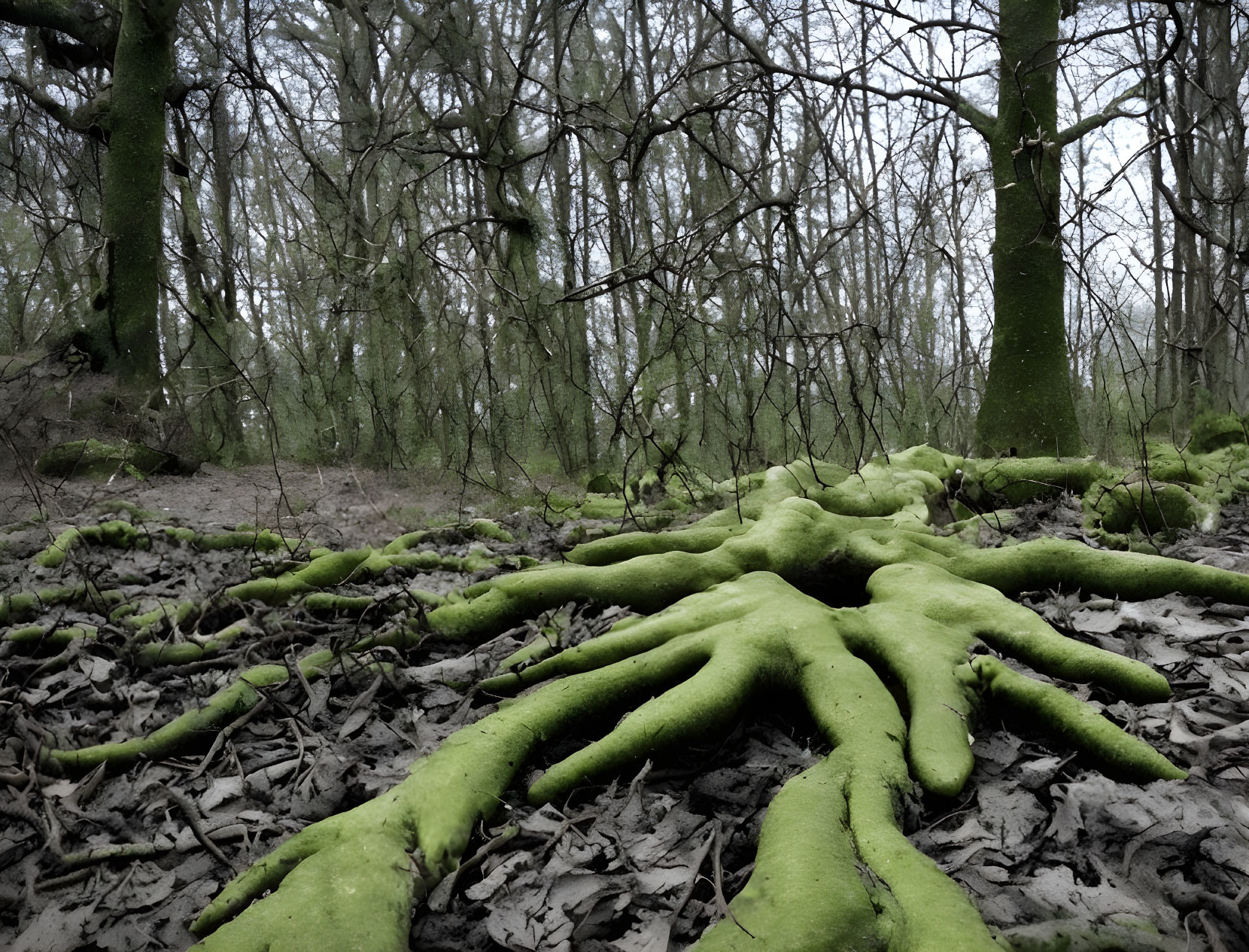 Moss-covered tree roots in forest setting with leafless trees and gloomy sky