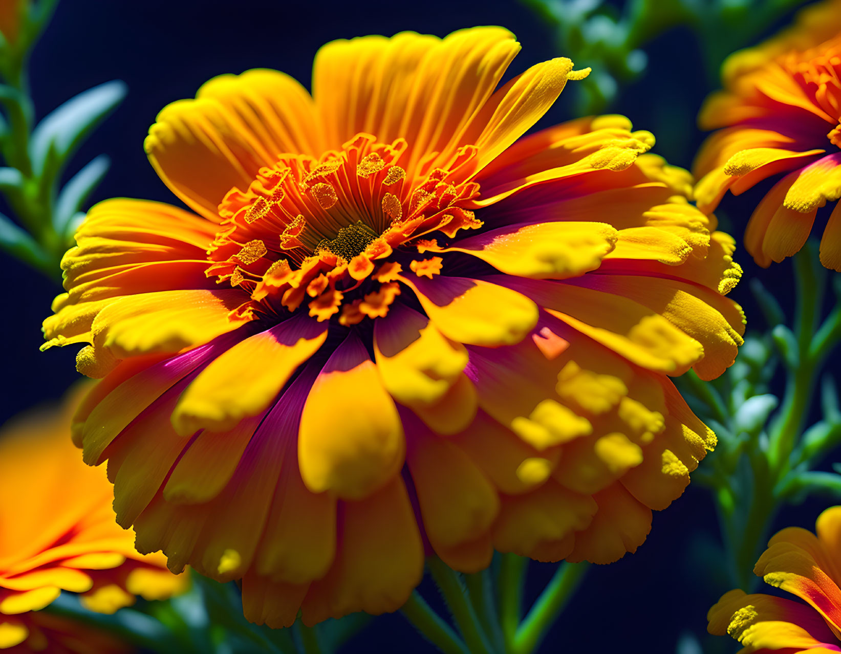 Detailed: Bright orange-yellow marigold flowers with intricate petals and stamens on dark backdrop