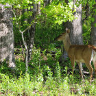 White-tailed deer with bucks, fawns in lush forest near stream