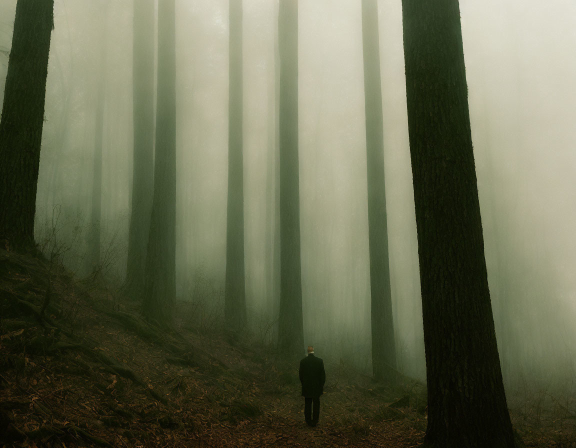 Person in foggy forest surrounded by tall trees evokes solitude.