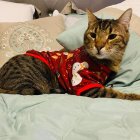 Fluffy orange and white cat on cozy blue-themed bed by sunny ocean-view balcony