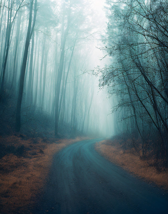 Misty forest with tall trees and winding dirt road