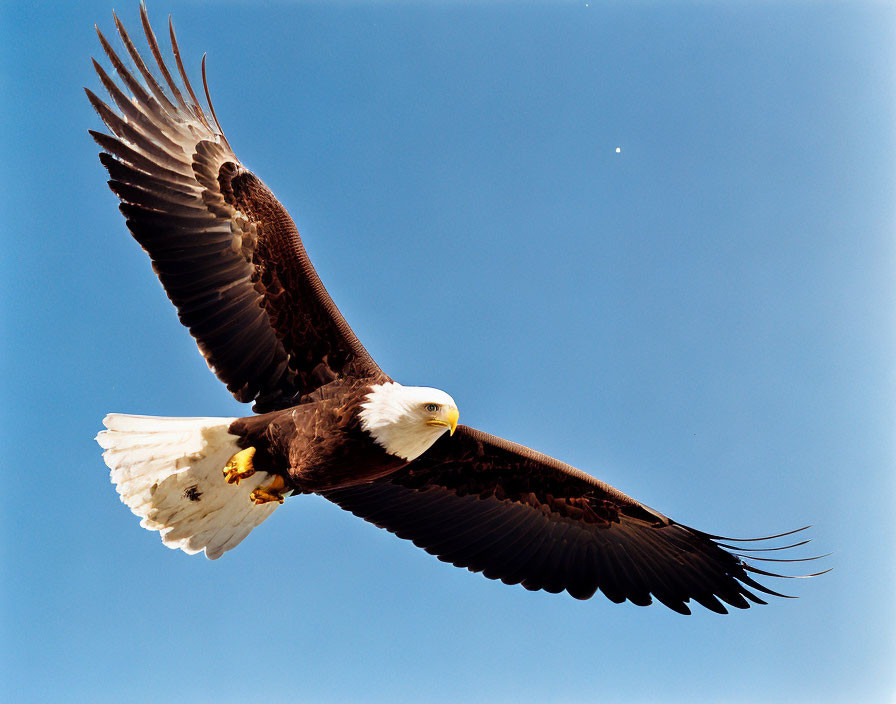 Majestic bald eagle soaring in clear blue sky