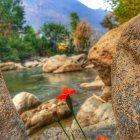 Vibrant red flower among textured stones in forest setting