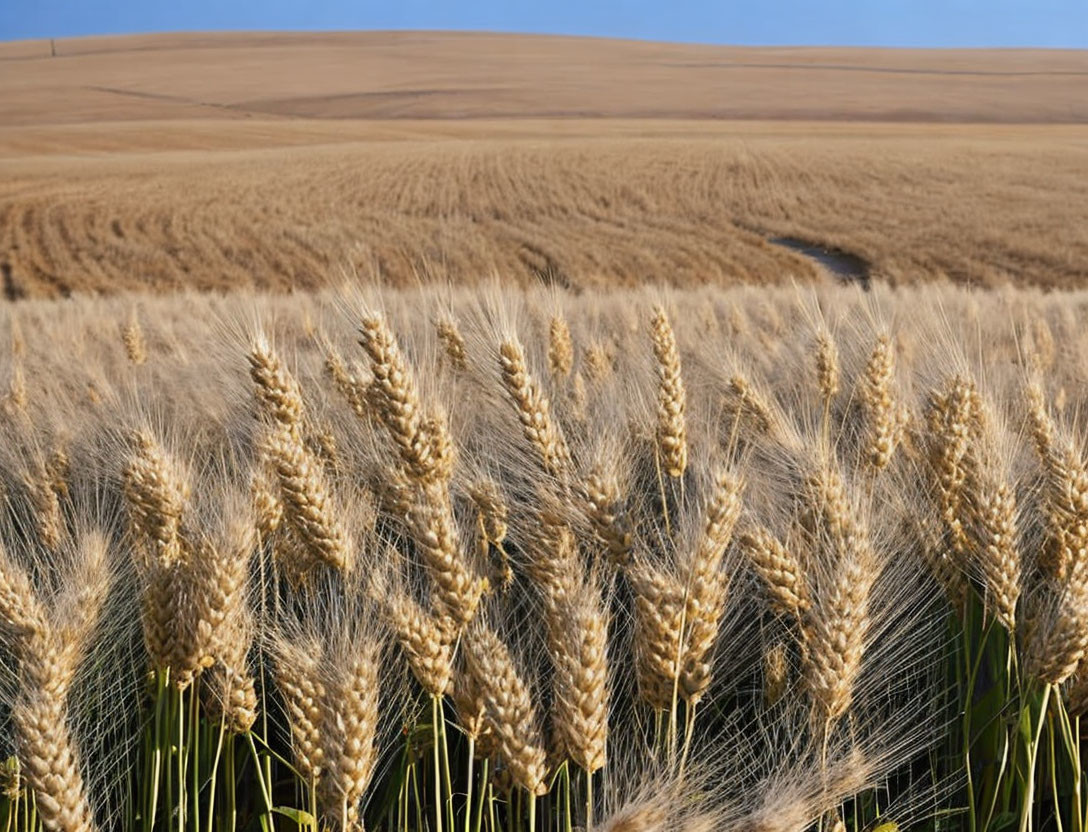 Ripe golden wheat field under clear blue sky