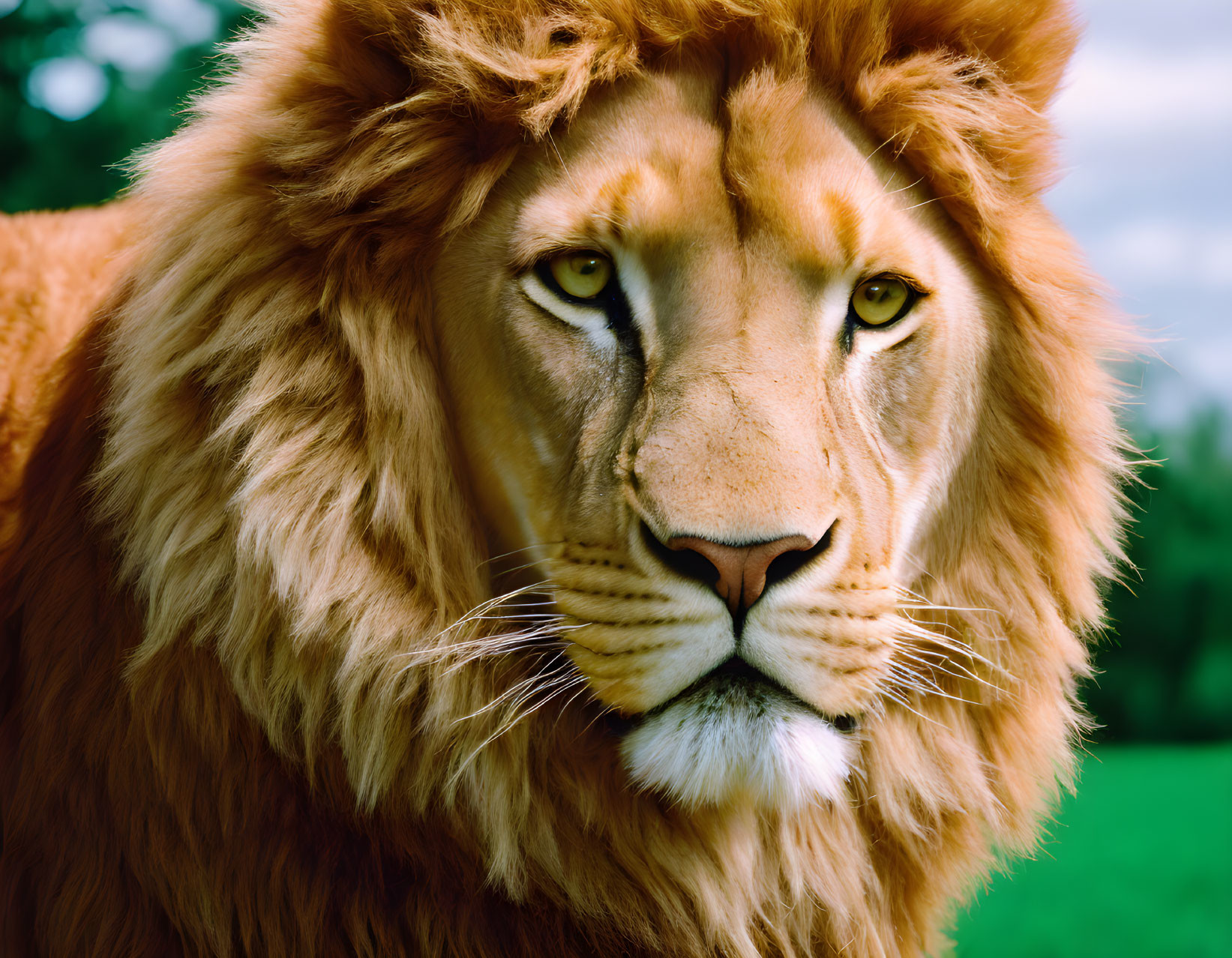 Majestic lion with lush mane and intense gaze on green background